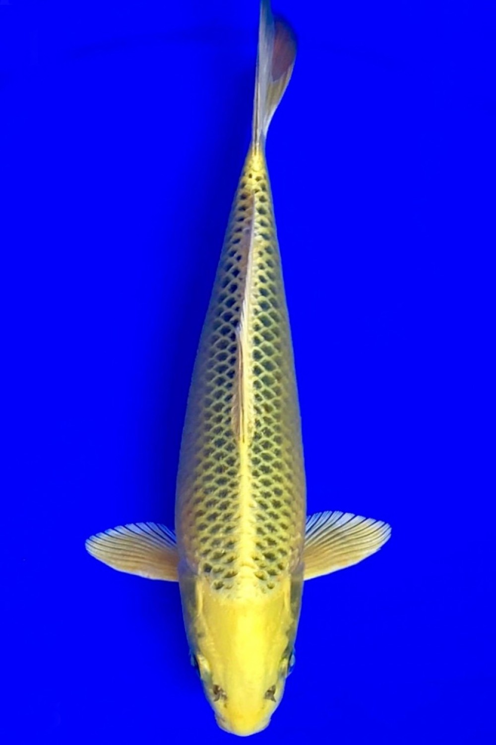 Juara 5