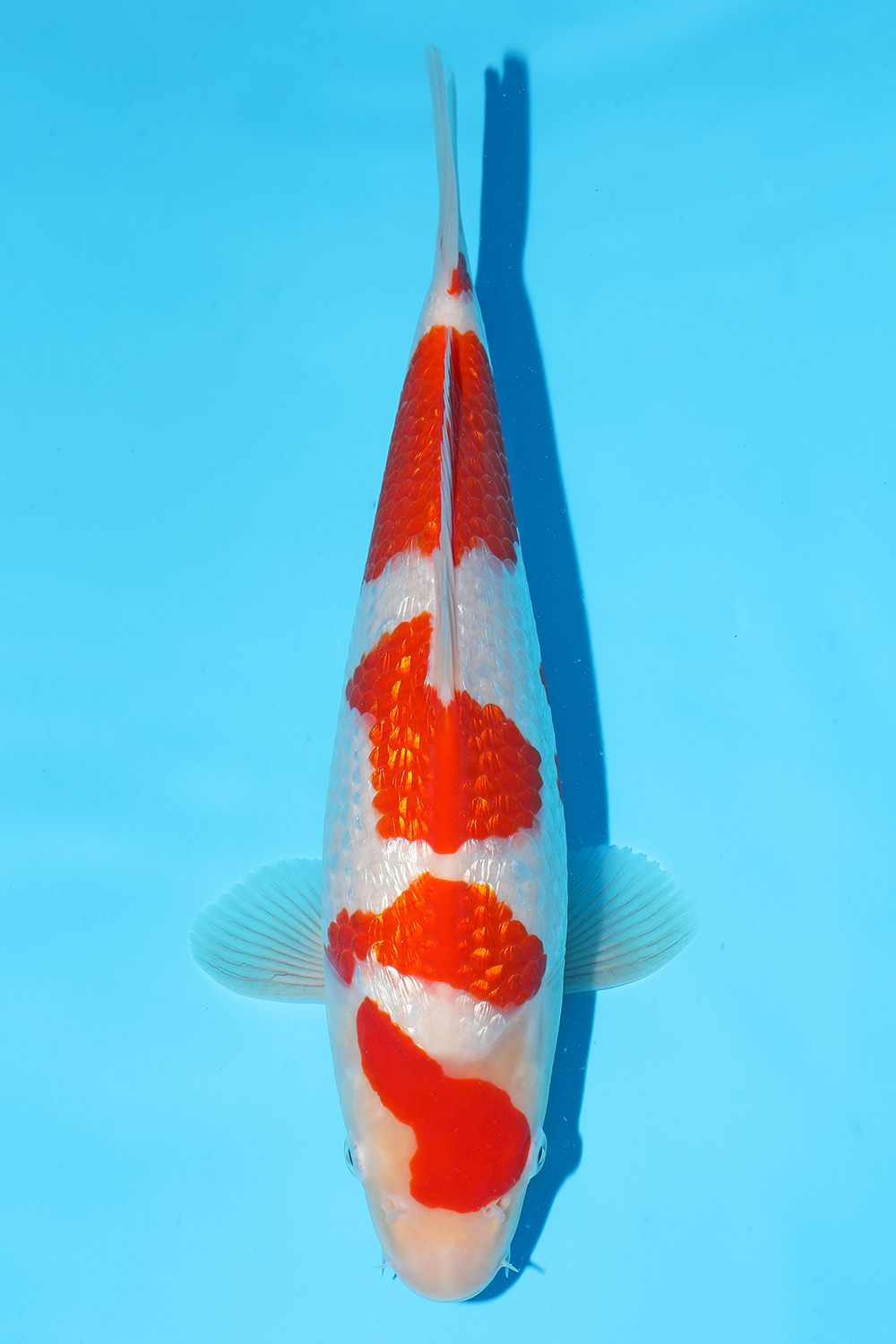 Juara 1
