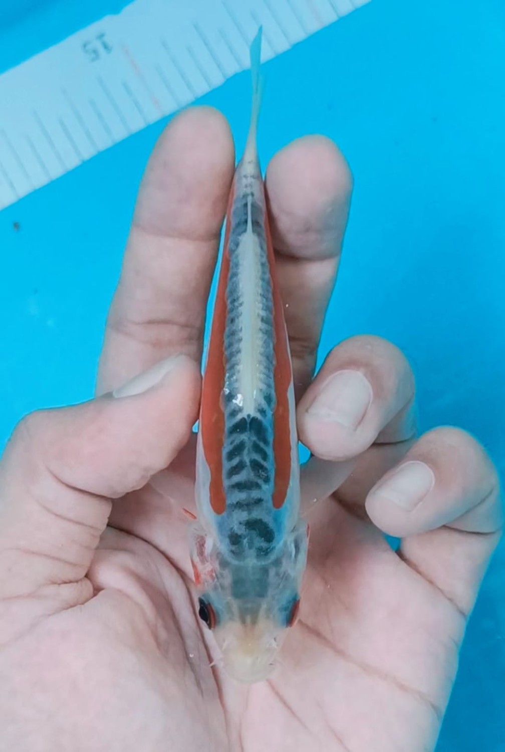 Best In Size D 13 - 15 cm