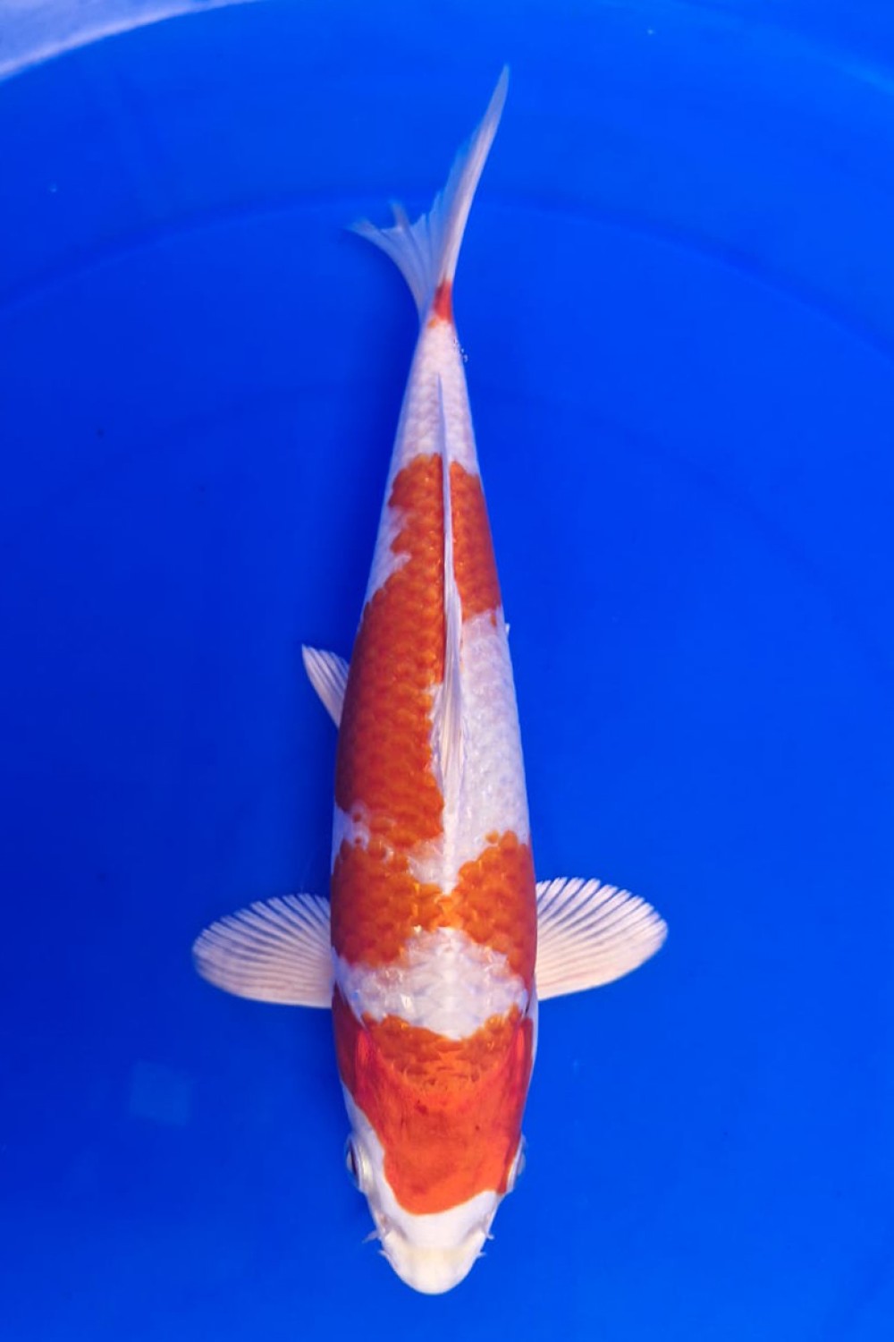 Juara 1