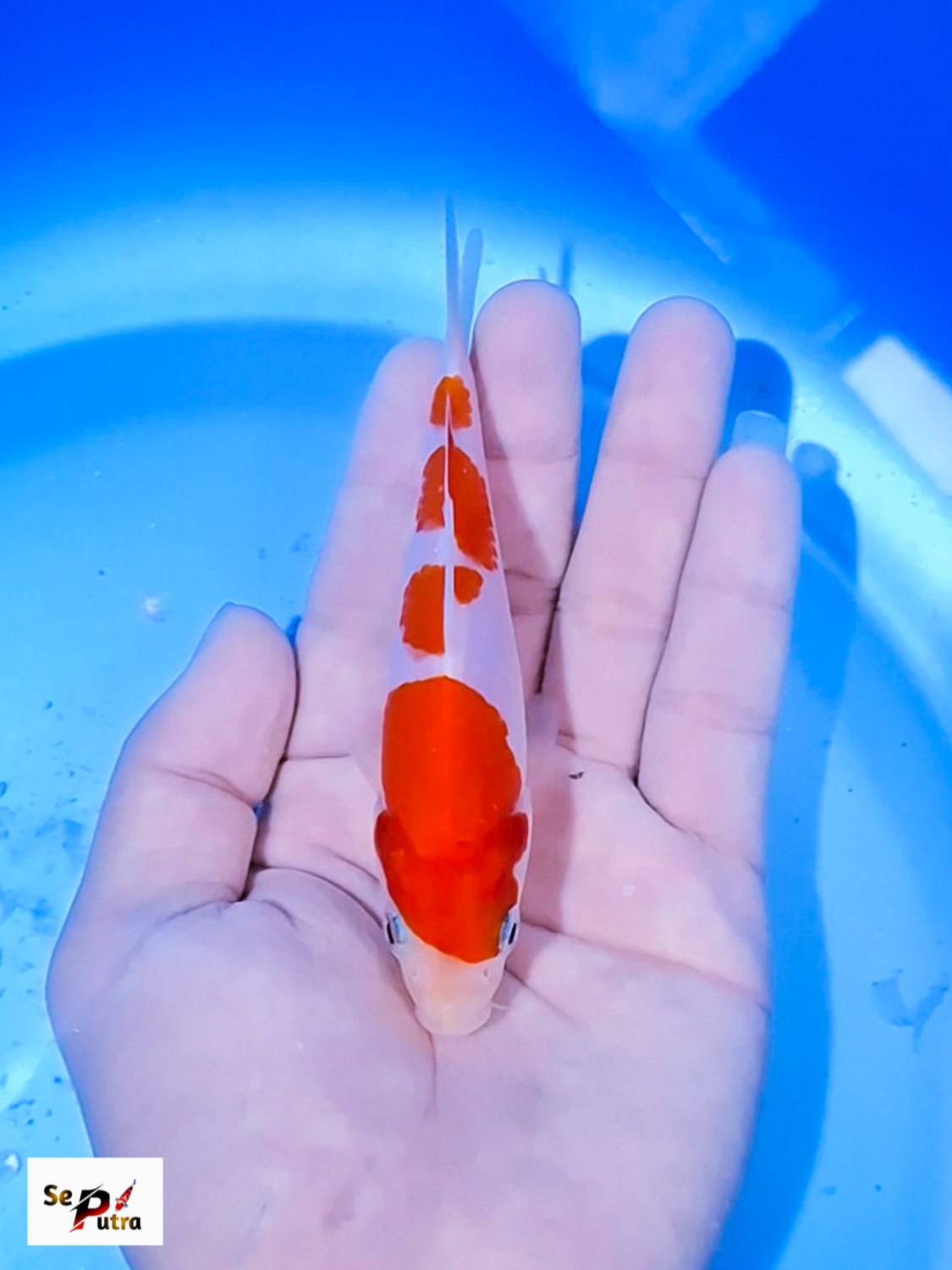 Best In Size A Up To 12 cm