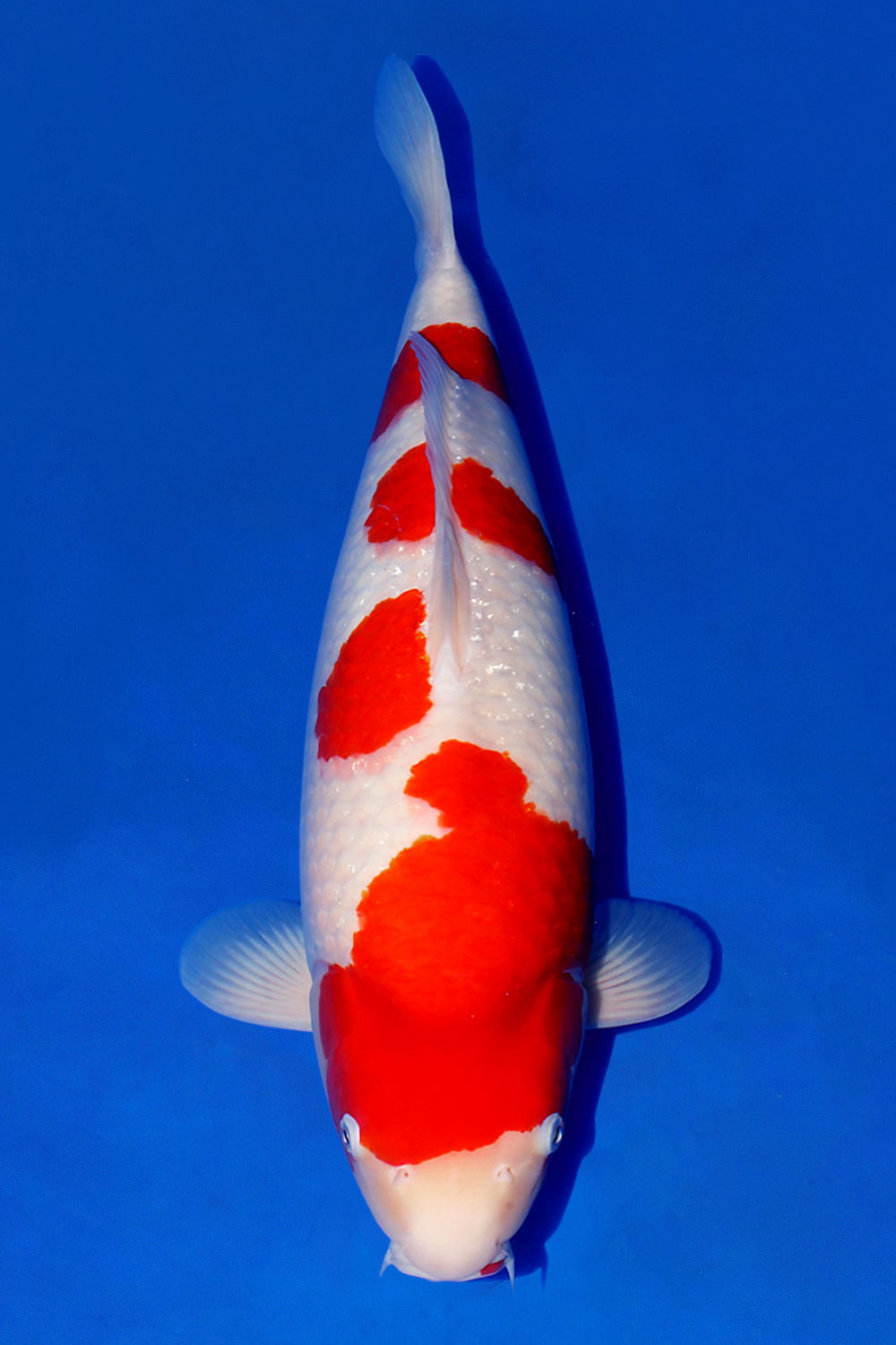 Juara 2
