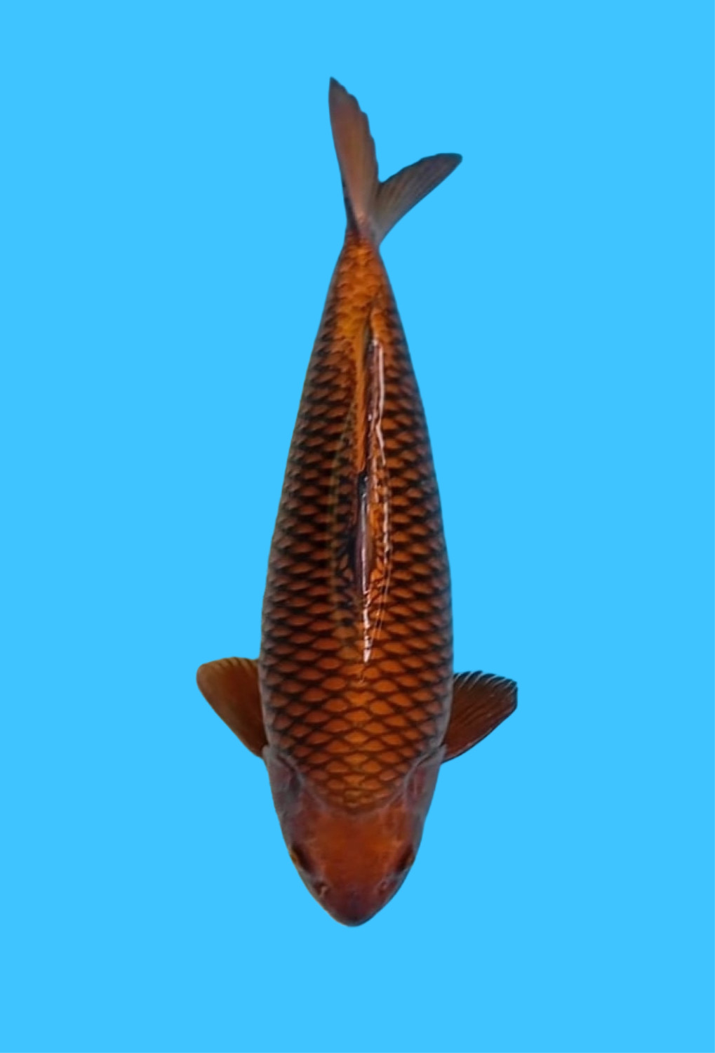Best In Size E 46 - 50 cm