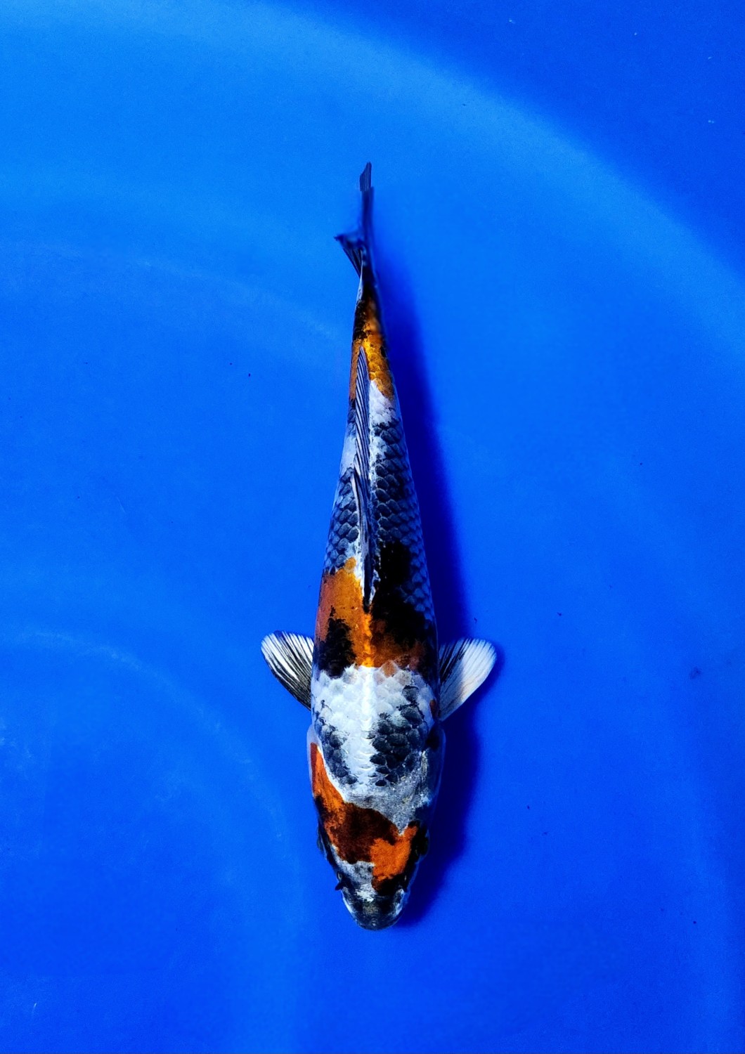 Juara 2