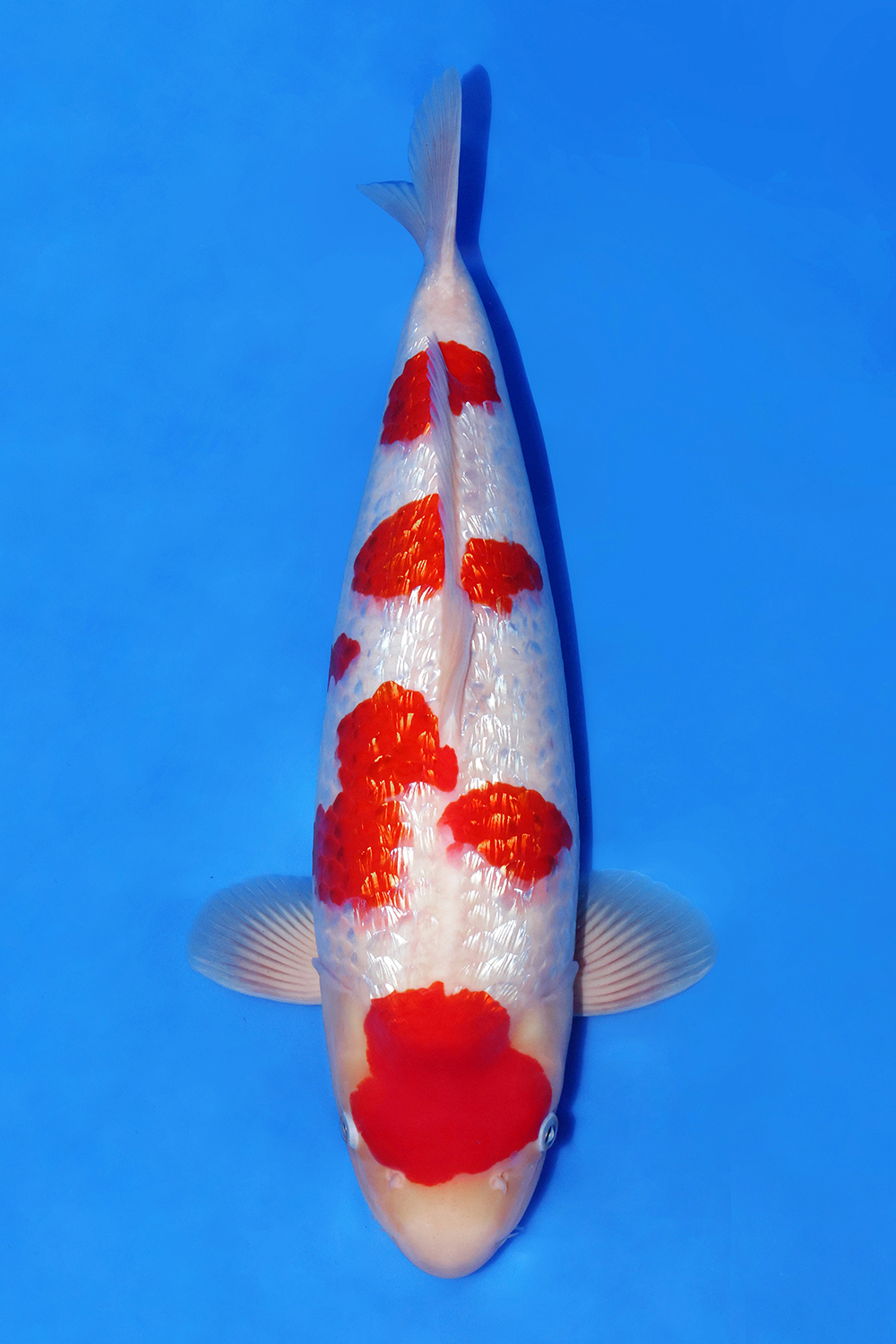 Best In Size B 51 - 55 cm