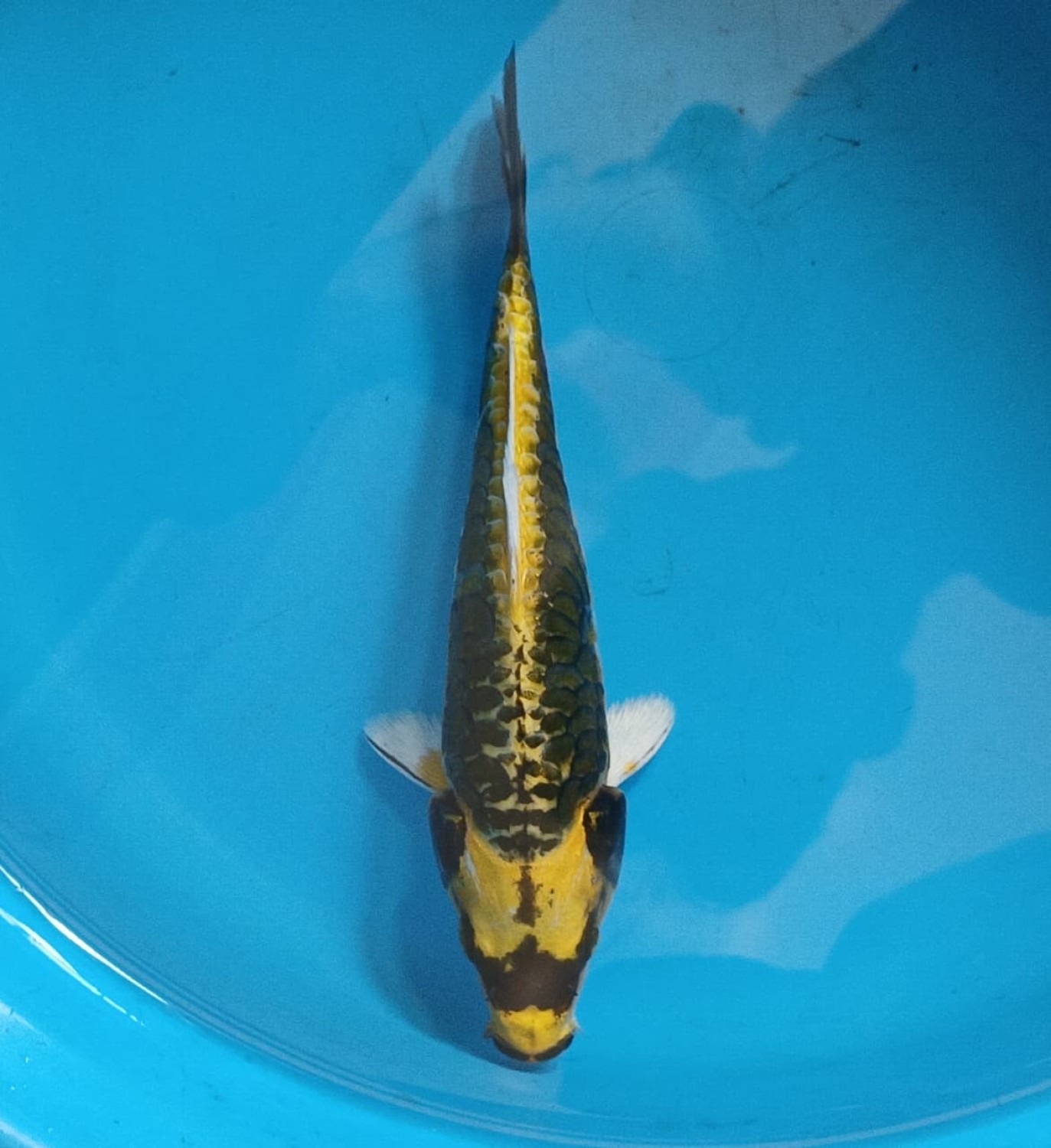 Juara 1