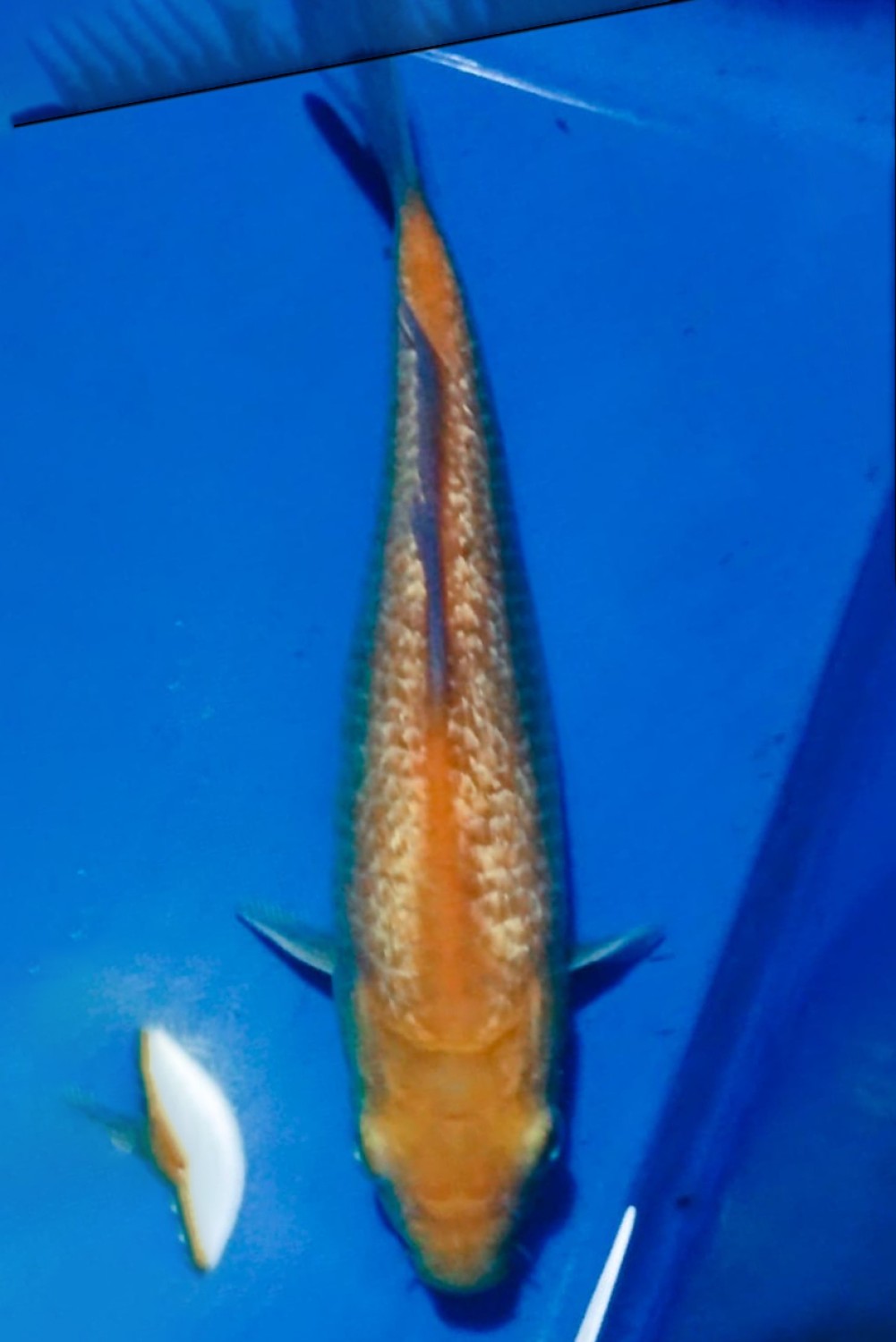 Juara 1