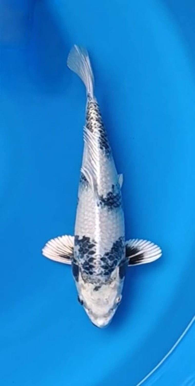 Juara 4