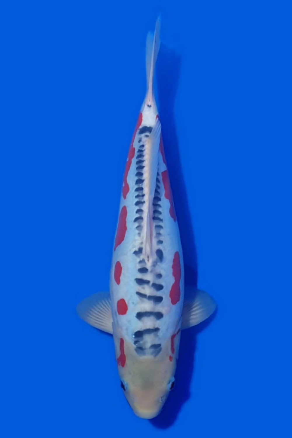 Juara 1