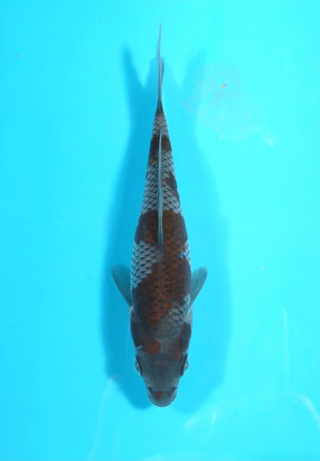Juara 1
