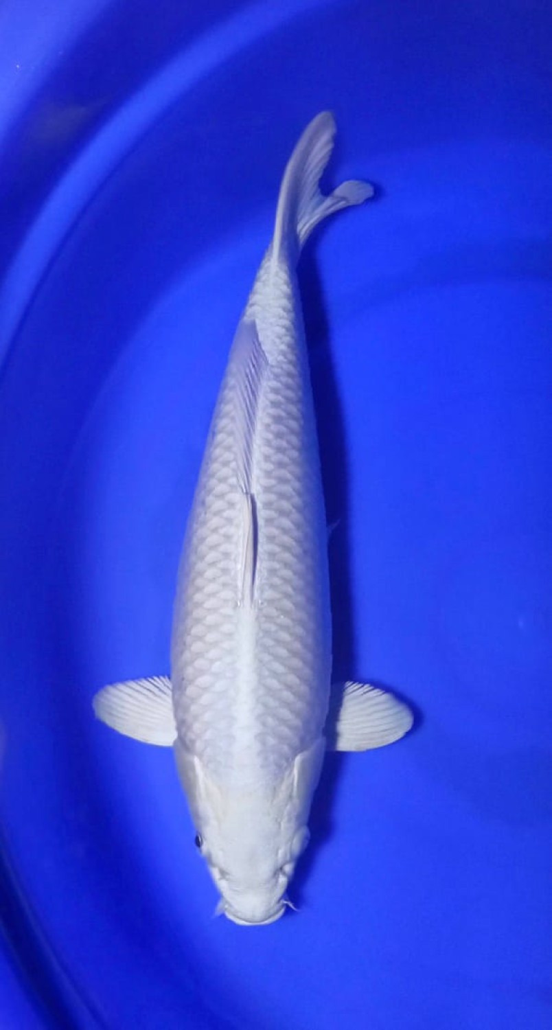 Juara 1
