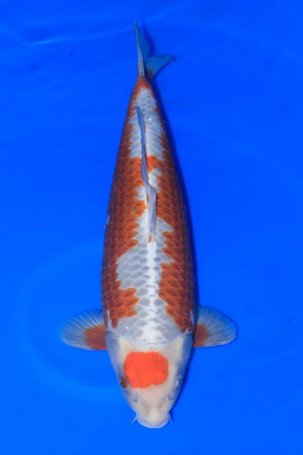 Juara 1
