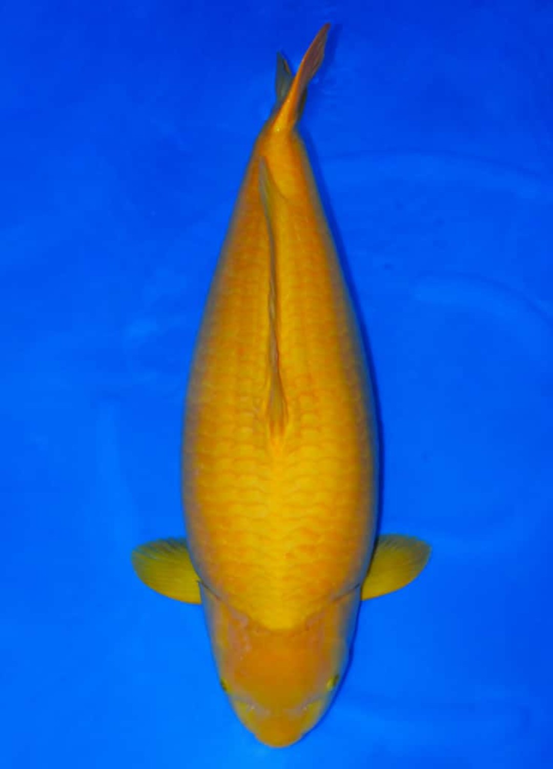 Juara 1