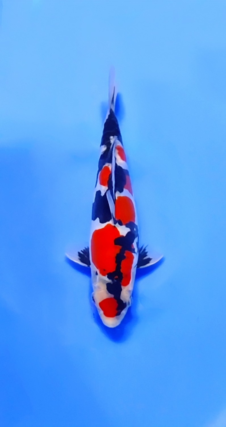 Juara 1