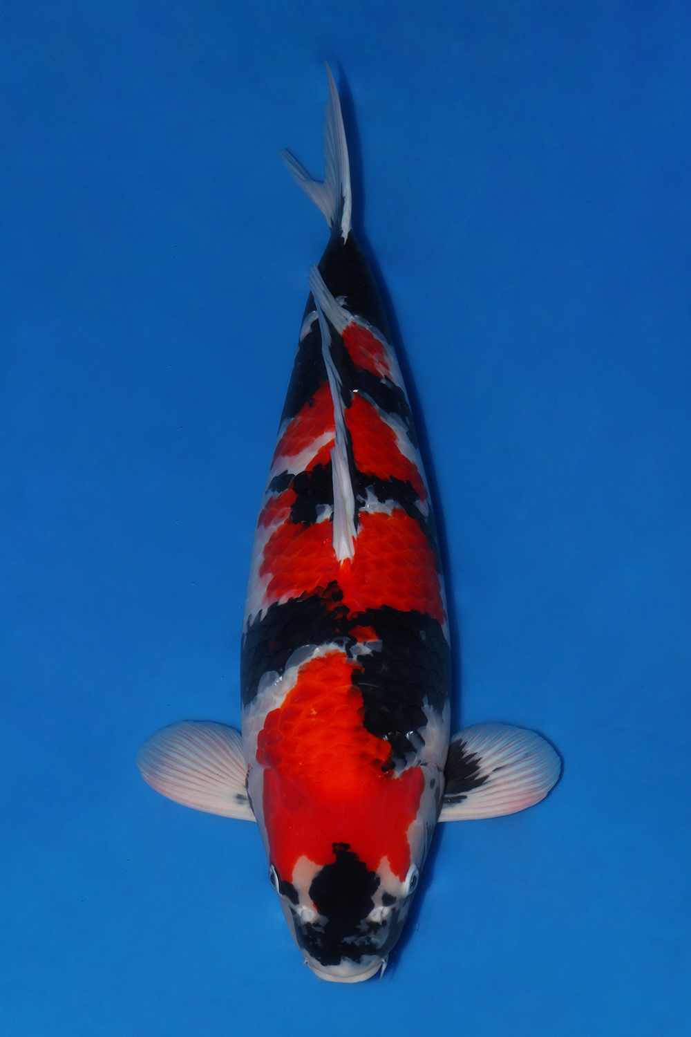 Juara 5