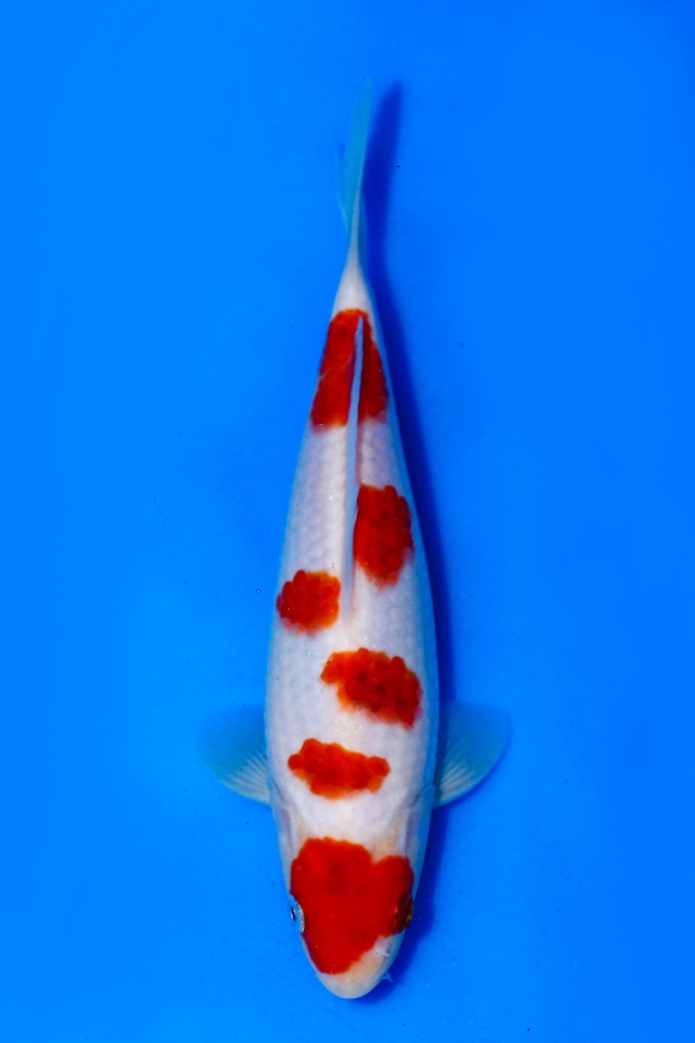 Juara 5