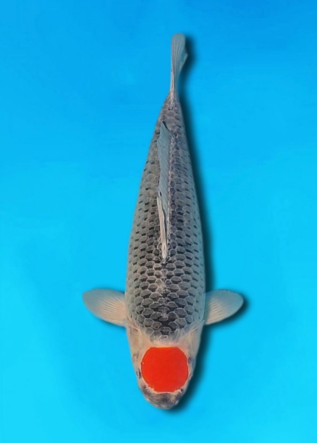 Best In Size C 46 - 50 cm