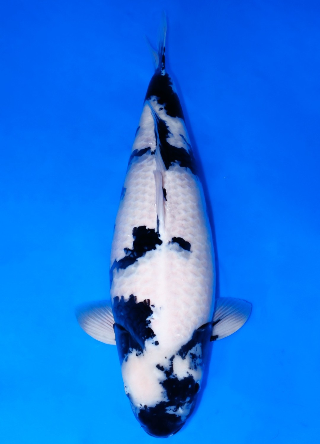 Juara 1