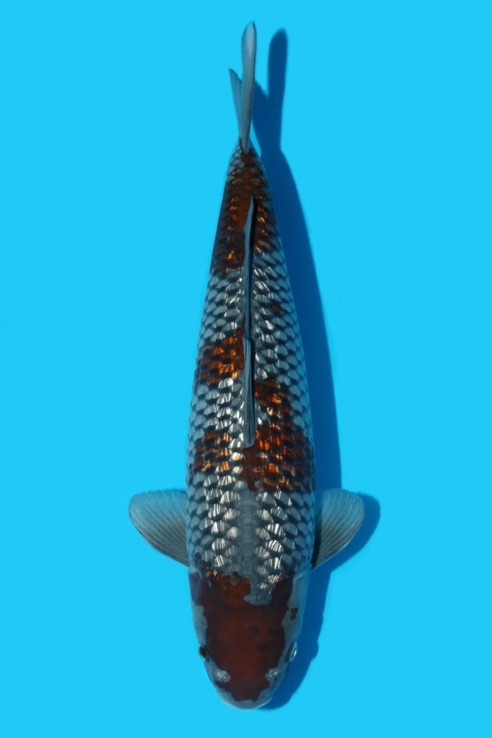 Juara 2