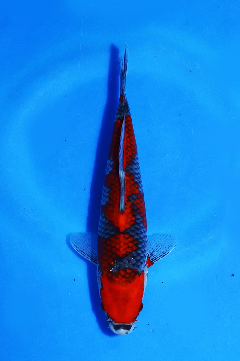 Juara 1