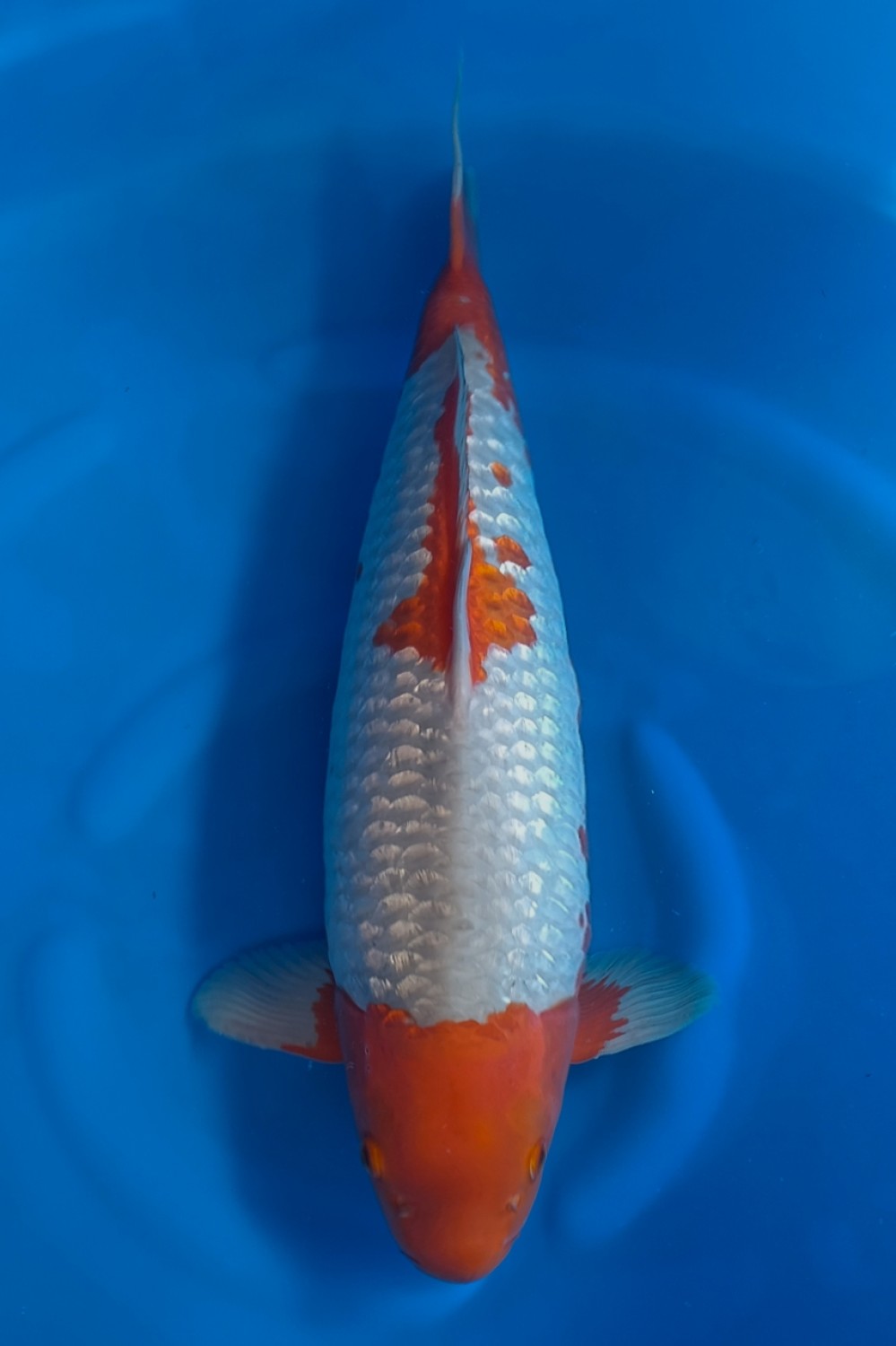 Juara 1