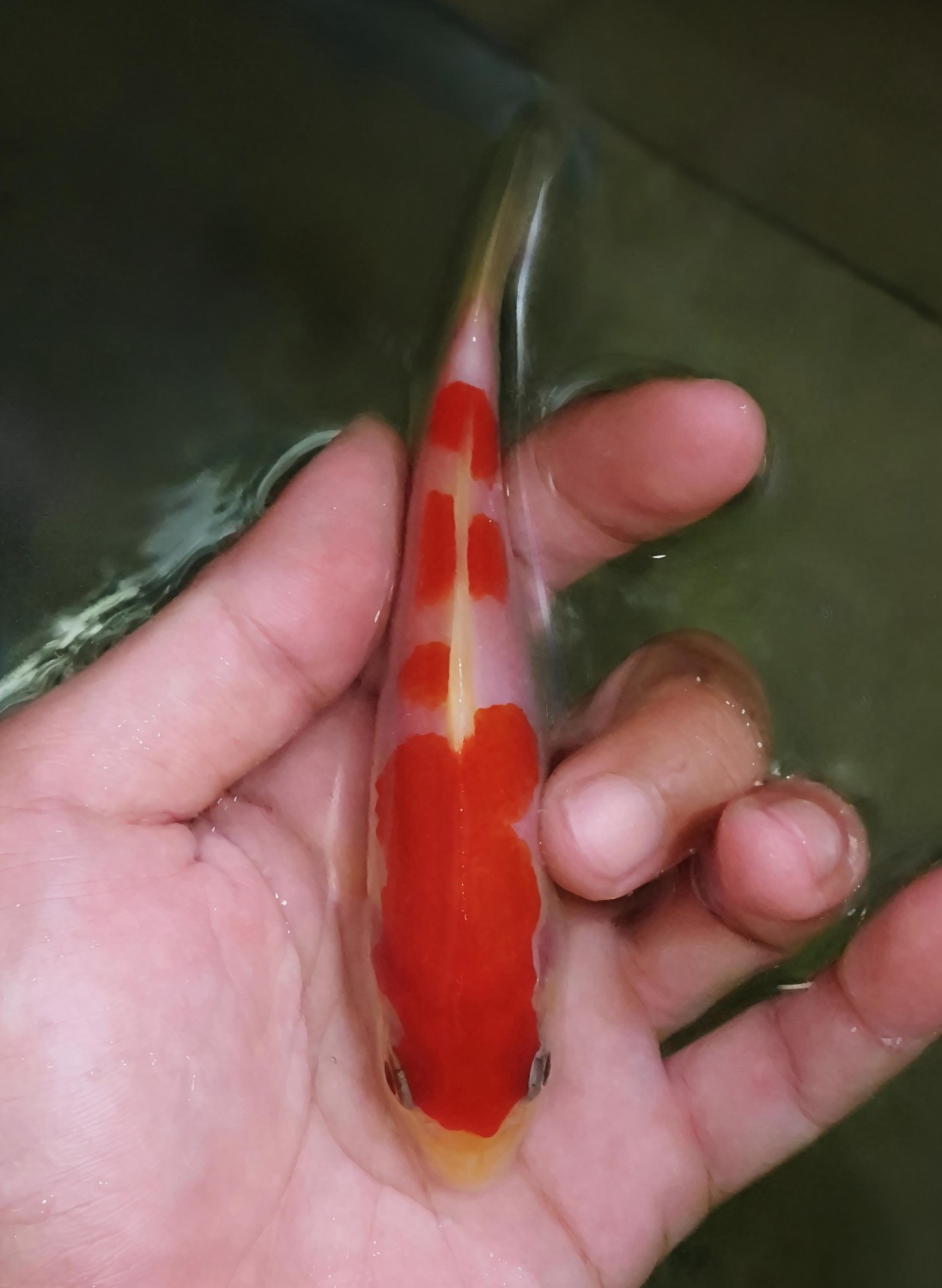 Juara 3