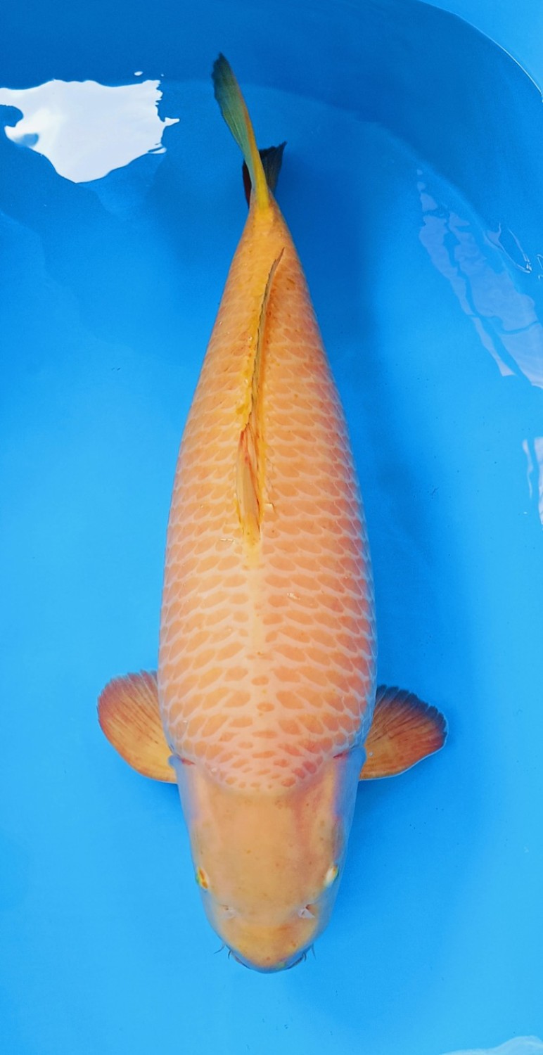 Juara 5