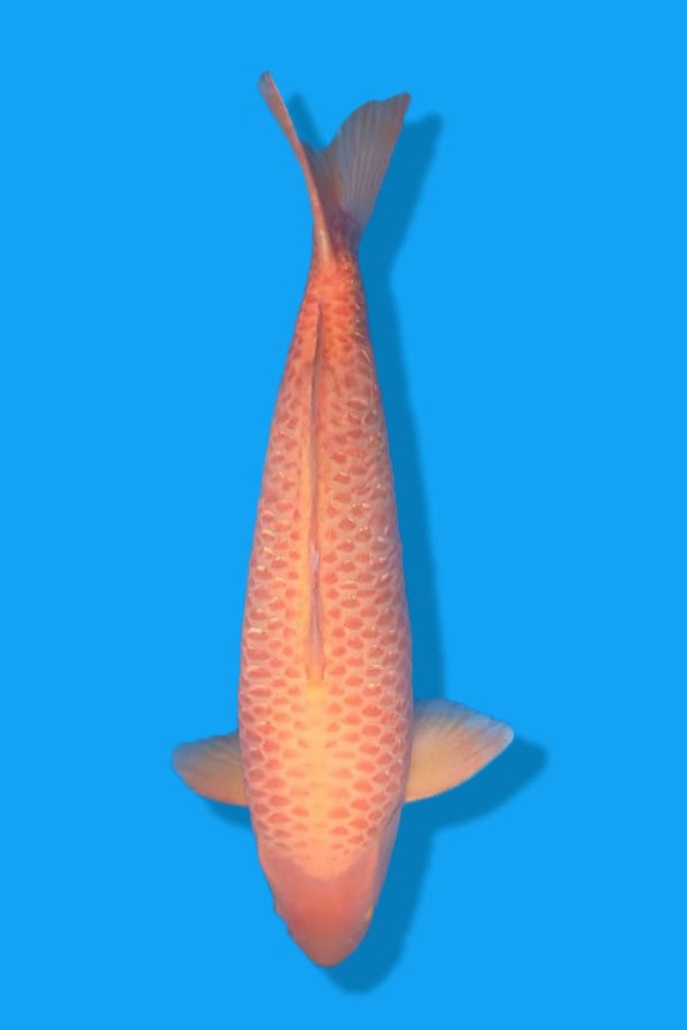 Best In Size C 66 - 70 cm