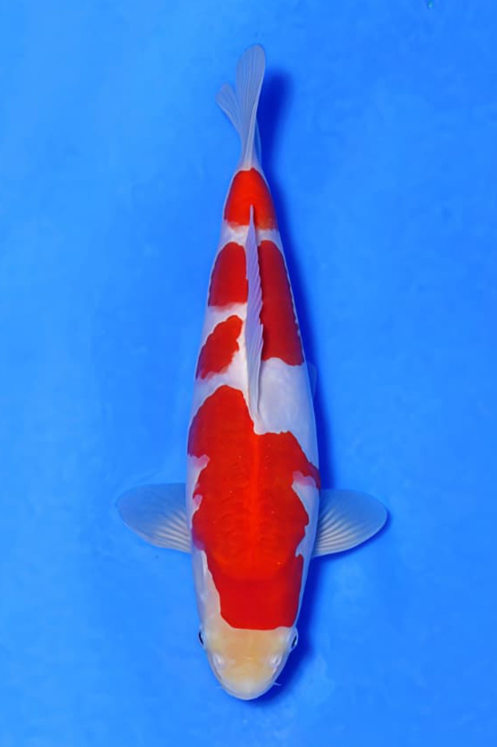 Best In Size A 26 - 30 cm