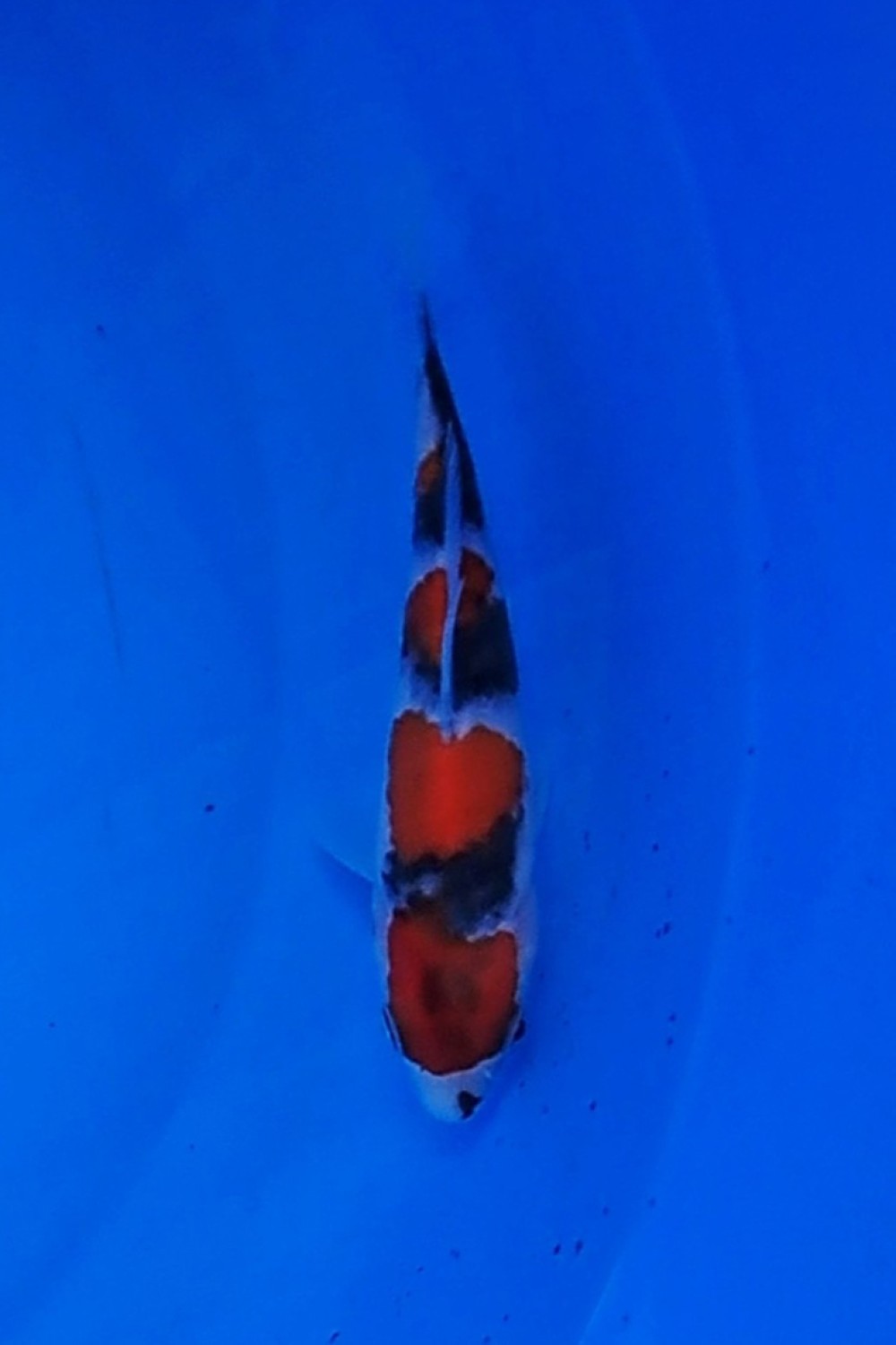 Juara 3