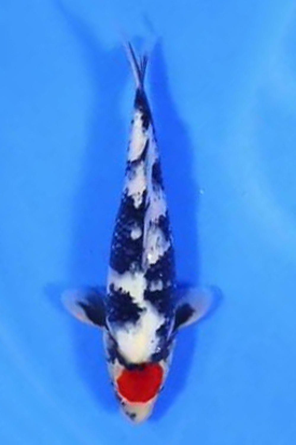 Juara 1