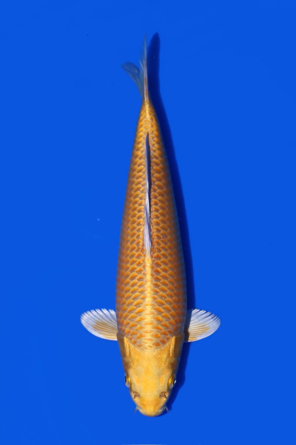 Juara 2