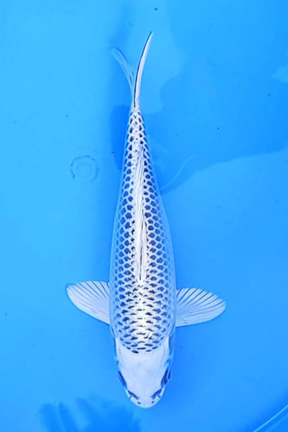Best In Size E 16 - 20 cm