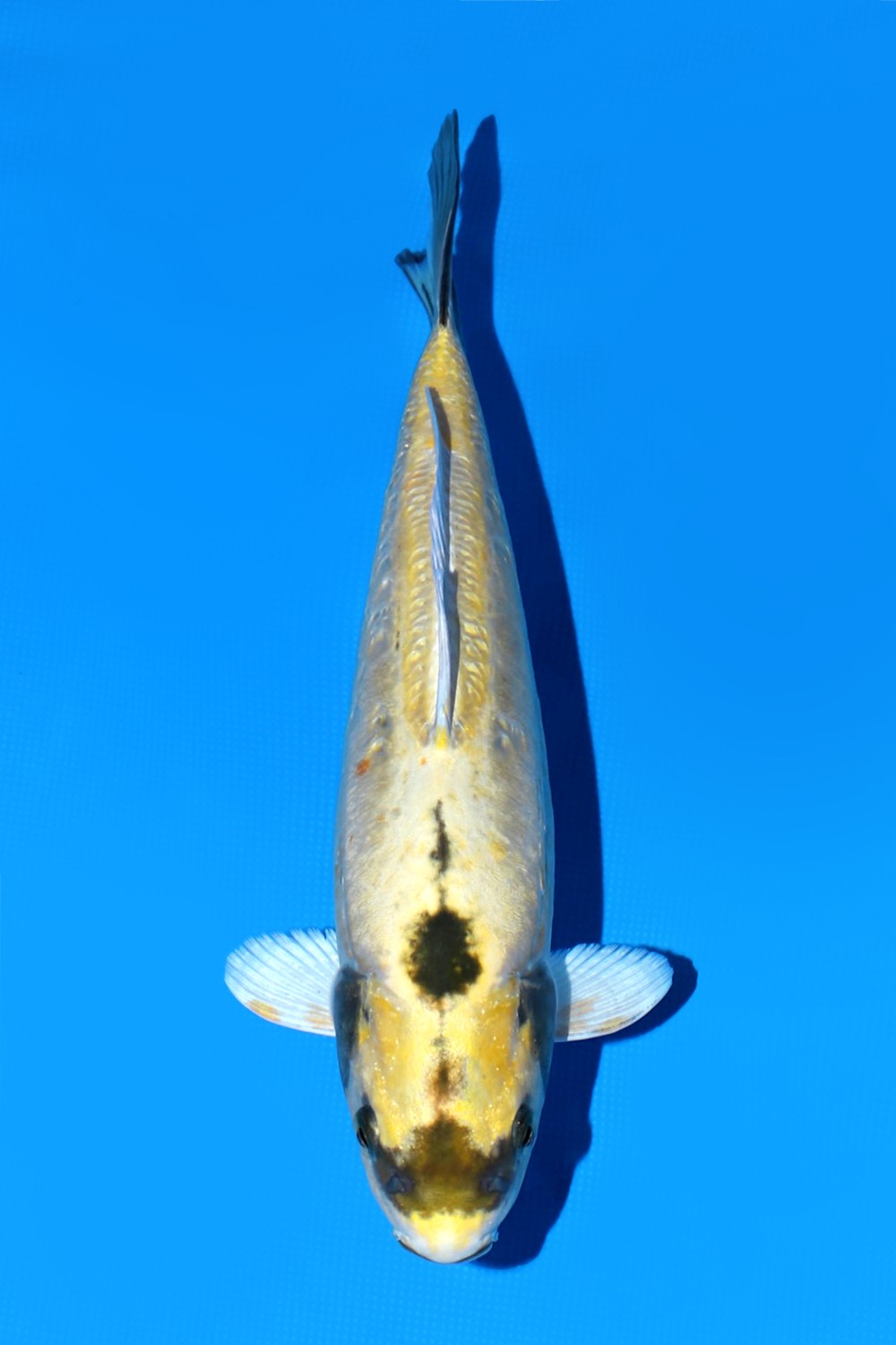 Juara 1