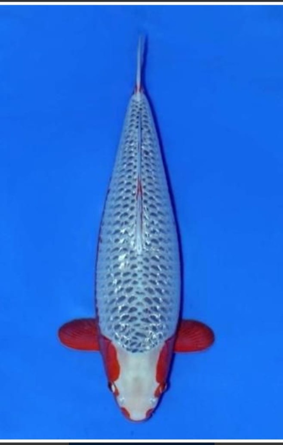 Juara 1