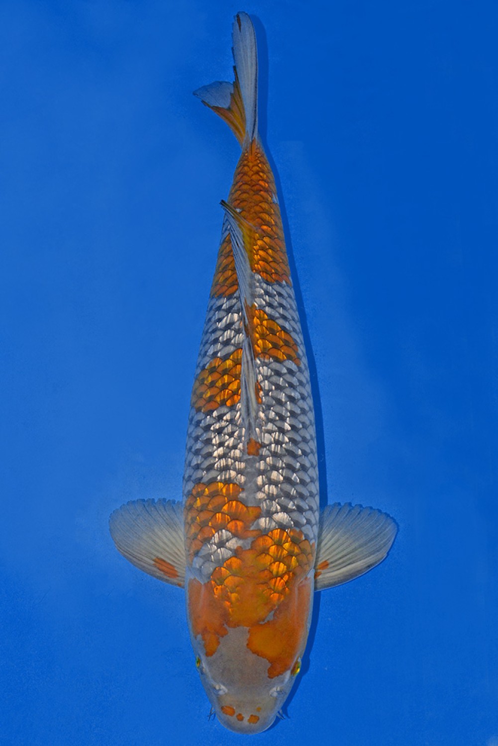 Juara 3