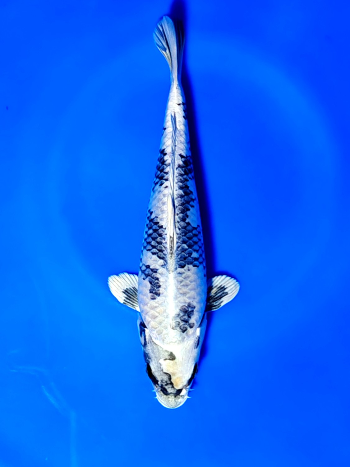 Juara 3