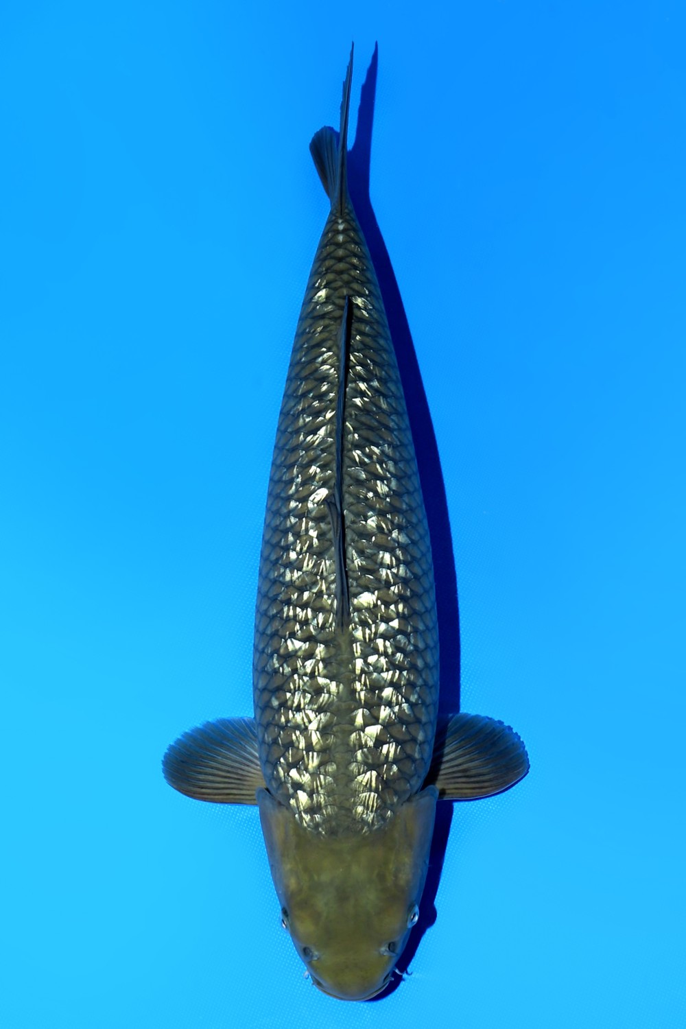 Juara 1