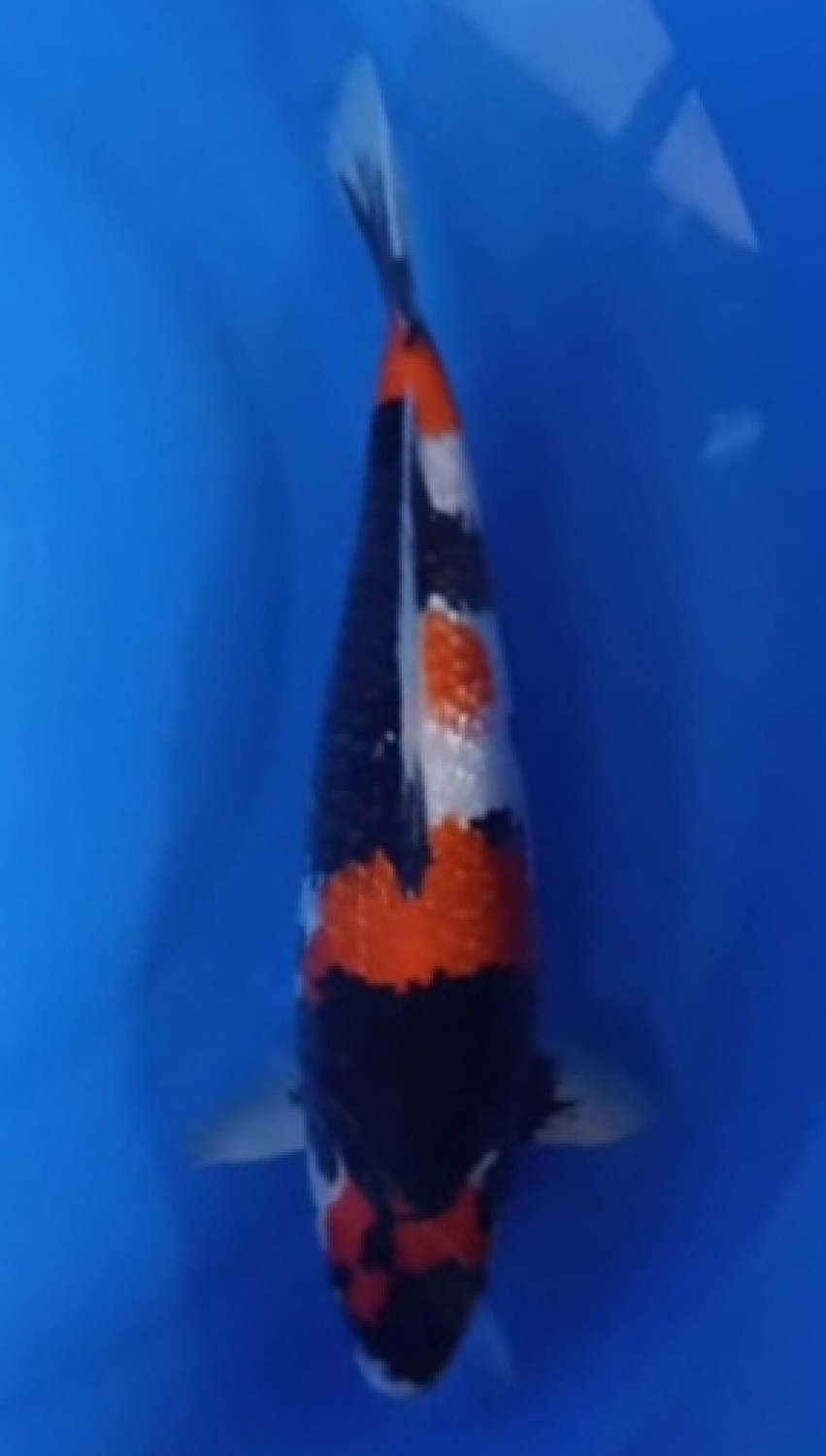 Juara 4