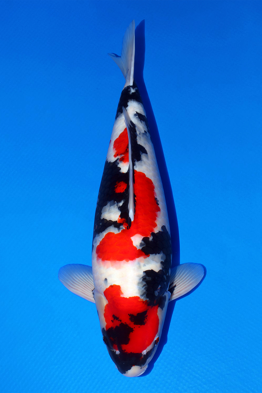 Best In Size A 61 - 65 cm