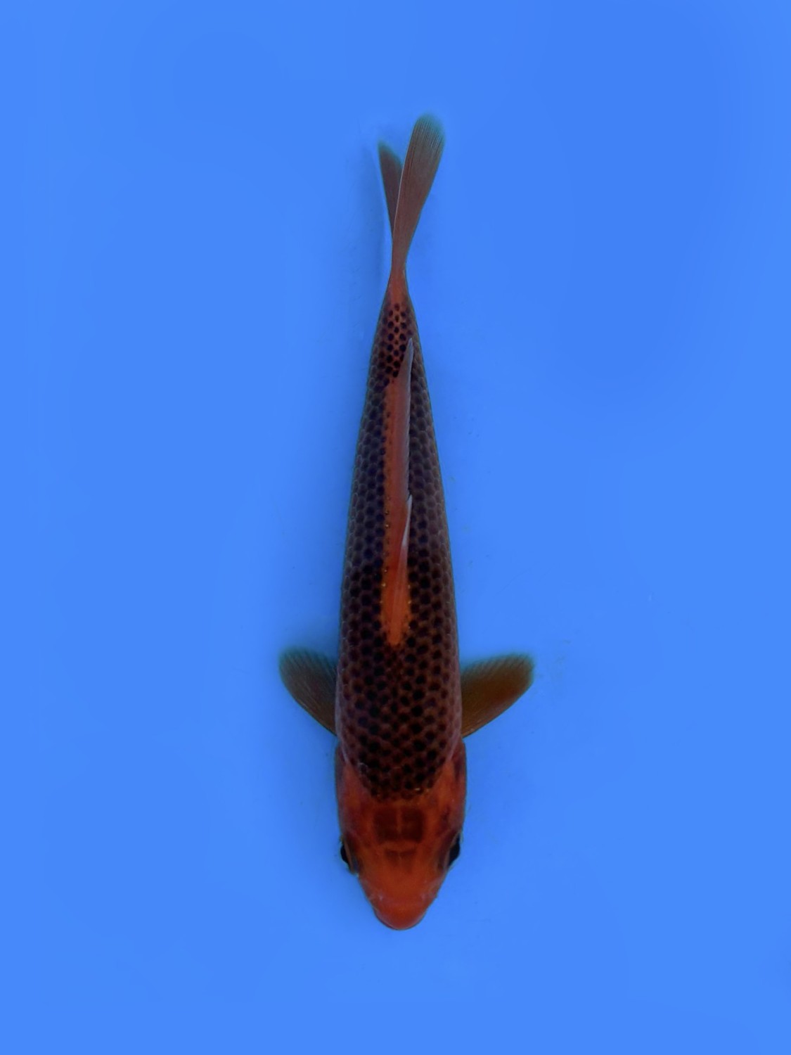 Juara 1