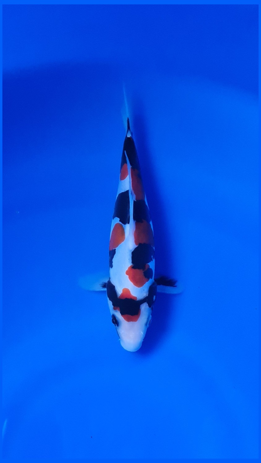 Best In Size C 16 - 20 cm