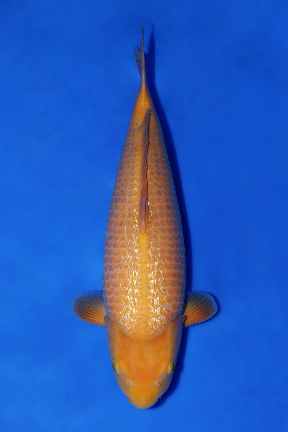 Juara 1