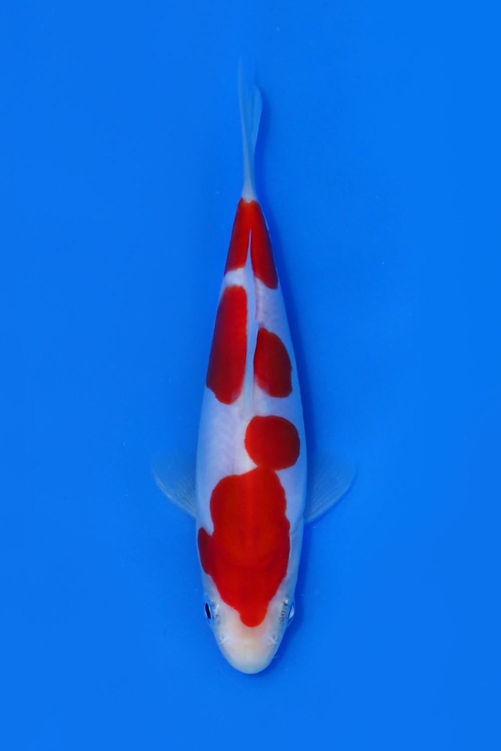Juara 5