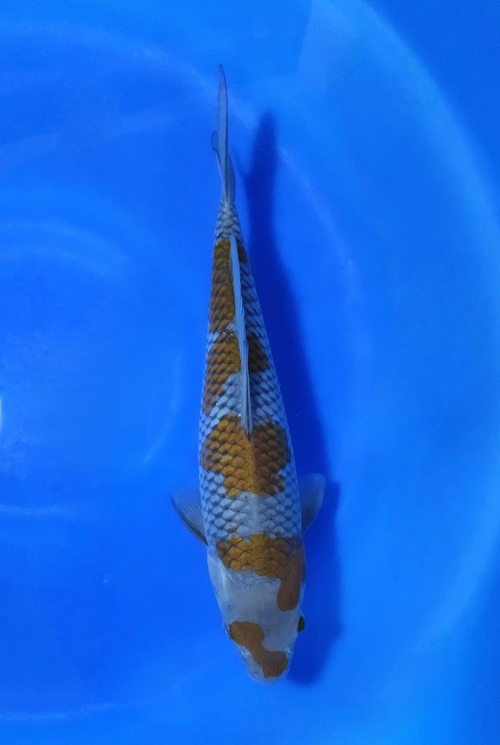 Juara 1
