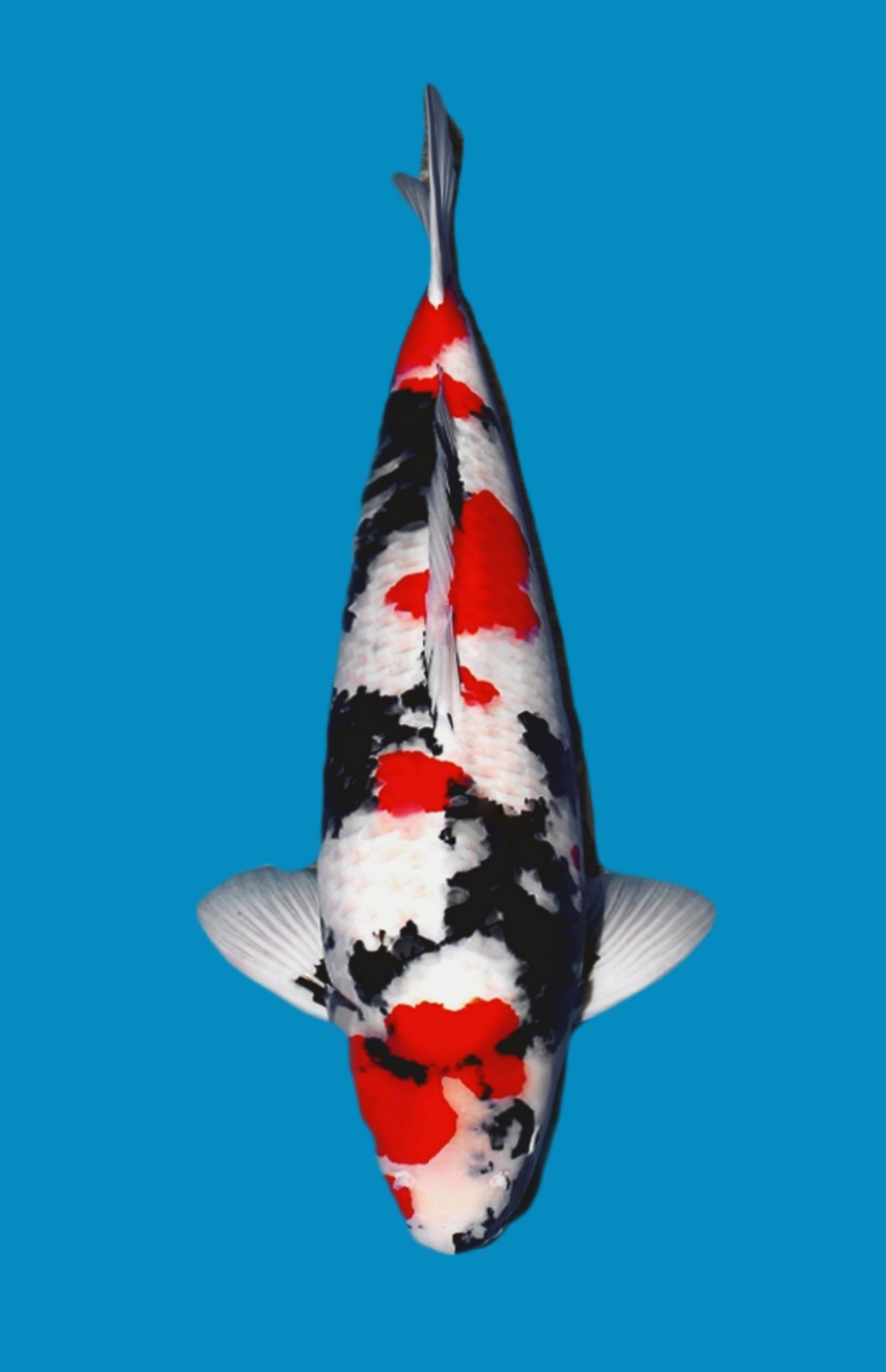 Juara 1