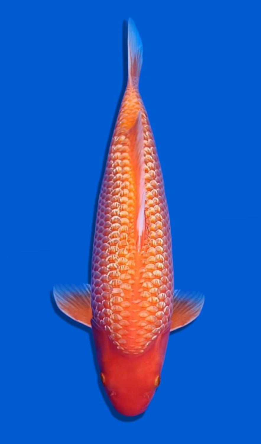 Juara 2