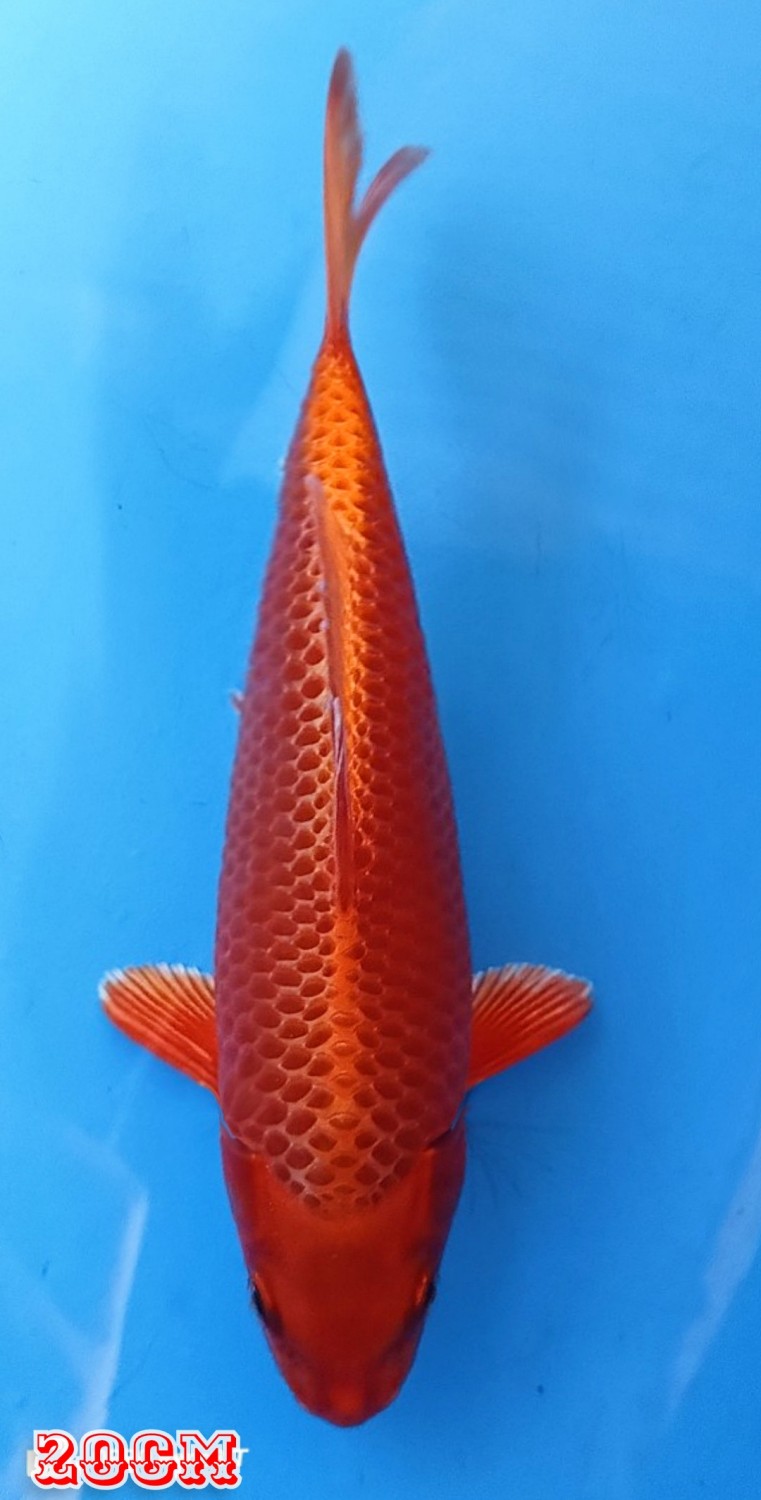 Juara 1