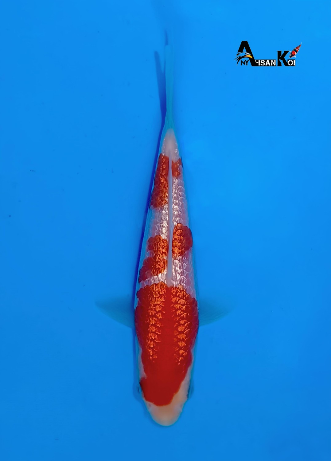 Juara 5