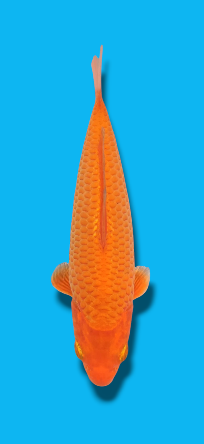 Best In Size E Up To 12 cm